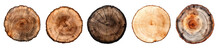 Round Wooden Tree Slice Trunk Stump Wood On Transparent Background Cutout, PNG File. Many Assorted Different Mockup Template For Artwork Design