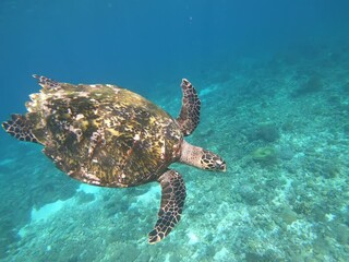 Wall Mural - scene close up of a green sea turtle swimming in the ocean indonesia komodo