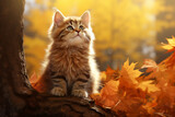 Fototapeta Koty - cute cat animal in autumn