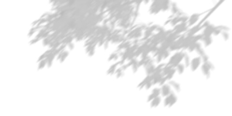 Wall Mural - leaves trees branches shadow shade on transparent backgrounds 3d render png