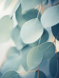 Eucalyptus leaves forming a dreamlike background with blurred and hazy light.