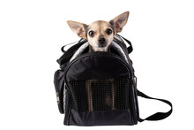 Dog Carrier, Travel Bag For Small Animals, Cute Pet Sitting In Airplane Crate Isolated