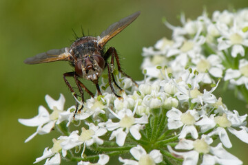 Wall Mural - Tachina magnicornis - diptères - larve parasite des chenilles de papillons