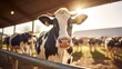 Dairy cows in a farm Farm dairy