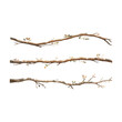 © Marlin crowell - Tree branches collection set. Isolated white background rustic arch watercolor design elements illustration