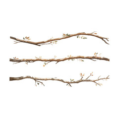 tree branches collection set. isolated white background rustic arch watercolor design elements illus