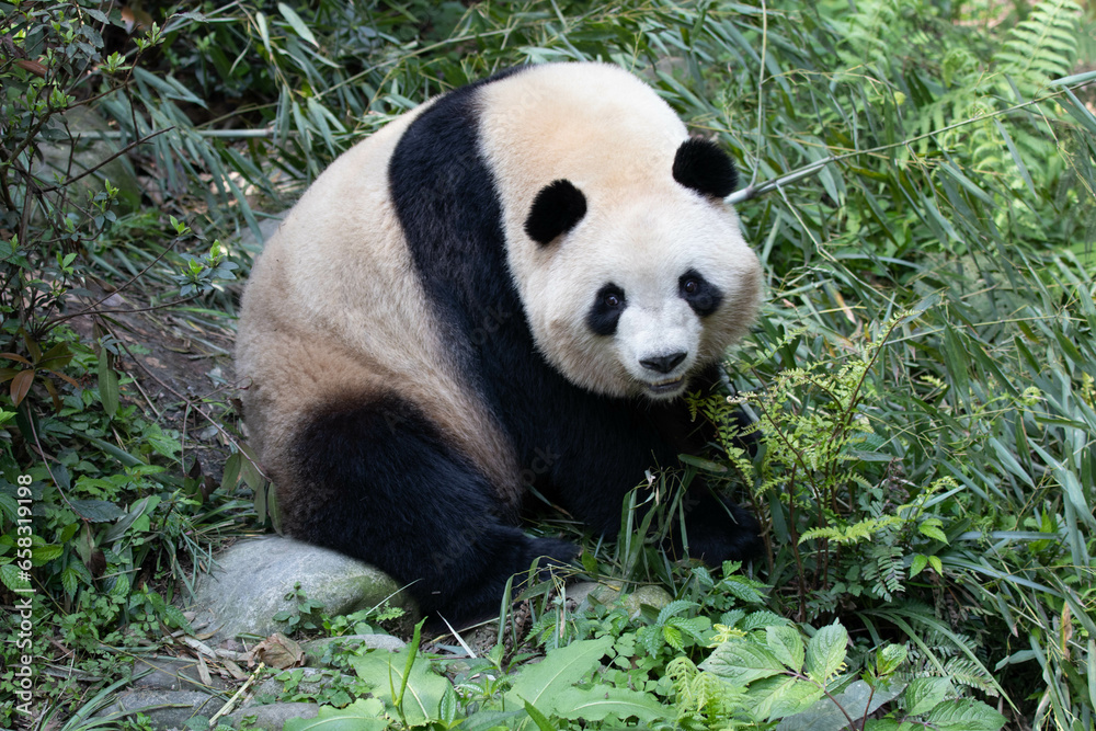 Sweet Female panda, Mei Lan aka Rou Rou , is looking at the camera ...