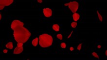 Rain Of Petals - Bloody Red Flowers - Falling Loop - 3D Animation With Alpha Channel Isolated On Transparent Background