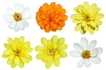 Wall Mural - Realistic picture of colorful flowers Collection on transparent background PNG.