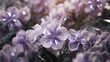 Illustration de fleurs violettes et diamant sur un fond de couleur violet. Arrière-plan et fond pour conception et création graphique.