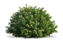A Vibrant Green Shrub With Colorful Flowers, A Stunning Testament To The Beauty Of Gardening And Nature.