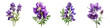 Monkshood  Flower Hyperrealistic Highly Detailed Isolated On Transparent Background PNG File