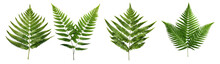 Botanical Design Close-Up Top View Of Ornamental Green Fern Leaf Isolated On Transparent Background, With White Background For Enhanced Detail
