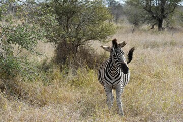 cute young zebra having fun by itself