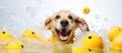 Cute dog in bath with bubbles foam yellow duck Pet grooming