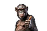 A monkey giving a thumbs up isolated  on transparent background. generative ai
