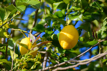 Wall Mural - Ripe yellow lemons hanging on a tree in Asturias, North of Spain with the leaves in the garden