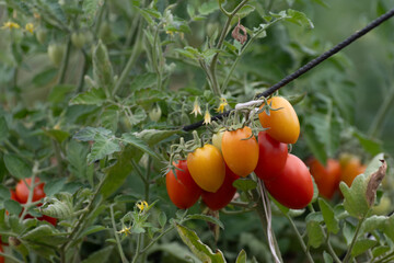 Wall Mural - Growing of red salad or sauce tomatoes on greenhouse plantations in Fondi, Lazio, agriculture in Italy