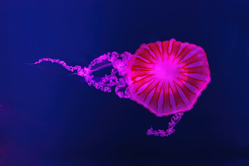 Fuorescent jellyfish swimming underwater aquarium pool with pink neon light. The South American sea nettle chrysaora plocamia in blue water, ocean. Theriology, tourism, diving, undersea life.