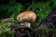 mushroom in the moss in the forest