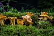 mushroom Cantharellus cibarius in the moss in the forest