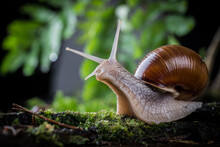 Garden Snail On Moss In The Forest