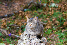A Close-up Of A Juvenile Wild Cat - Felis Silvestris Sitting On A Log In The Forest