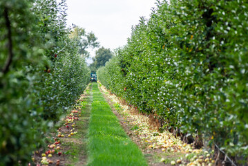 Wall Mural - Agriculture industry. Apple trees garden