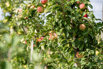 Wall Mural - Agriculture industry. Apple trees garden