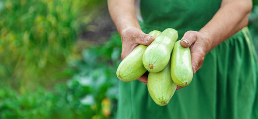 Wall Mural - A woman farmer holds a zucchini harvest in her hands. Selective focus.