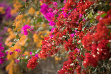 Planta De Buganvilla Con Flores Floreciendo Colorido Textura Fondo Arte Decoracion Imprimible