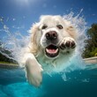 Cute great pyrenees dog jumping pool water wallpaper AI Generated art