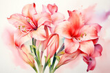 Pink amaryllis flowers, watercolor floral illustration