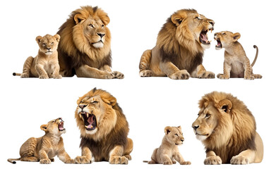 Wall Mural - Set of lion families, cut out