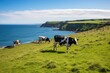 Cows are grazing on a lawn on a cliff by the sea