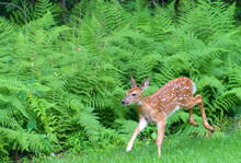 White Tailed Deer Fawn Running  With Green Fern Background