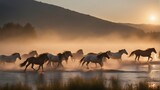 Fototapeta  - A wild herd of natural horses crossing the river, golden hour.