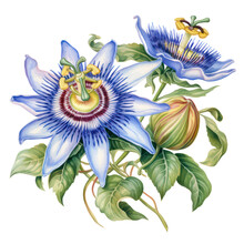 Passiflora Caerulea Flower Watercolor Object Isolated Png.