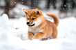 雪の上ではしゃぐ柴犬