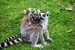 The closeup image of a Ring-tailed lemur (Lemur catta) with a baby.
It is a large strepsirrhine primate and the most recognized lemur due to its long, black and white ringed tail. 