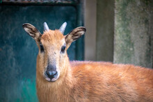 The Red Goral (Naemorhedus Baileyi) Is A Species Of Even-toed Ungulate In The Subfamily Caprinae In The Family Bovidae. It Is Found In India, Tibet And Myanmar.