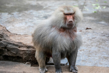 the closeup image of hamadryas baboon (papio hamadryas). it is a species of baboon from the old worl