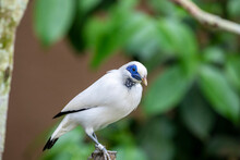 A Bali Myna (Leucopsar Rothschildi) Stands On The Tree, A Medium-size 
Stocky Myna, Almost Wholly White With A Long, Drooping Crest, Black Tips On The Wings And Tail Blue Bare Skin Around The Eyes.