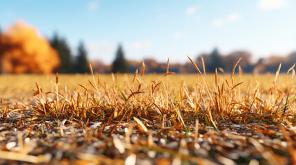 Wall Mural - Close-up of the ground and grass