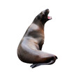 An isolated singing sea lion opens its mouth wide against a blank background