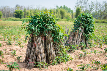 Cassava growing area.