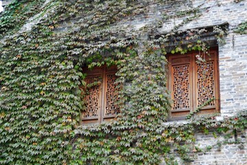 Photo of two traditional Chinese style windows on a brick wall covered with vines