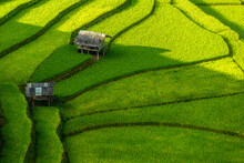 Top View Of Terrace Rice Field With Old Hut At Countryside In Mu Cang Chai Near Sapa City