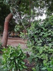 Beauty of nature || greenry || plants and clouds presenting a beautifu;; evening