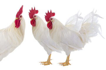 Canvas Print - three rooster isolated on a white background